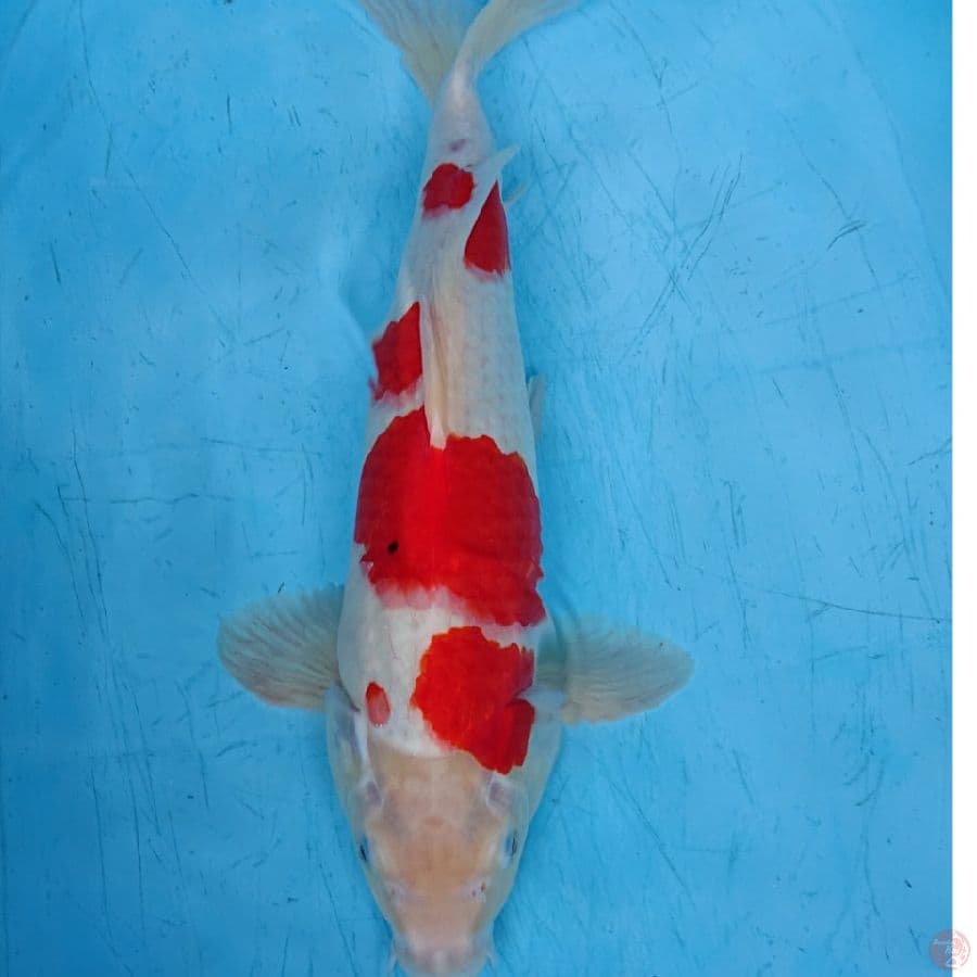 JUMBO KOHAKU 42 CM