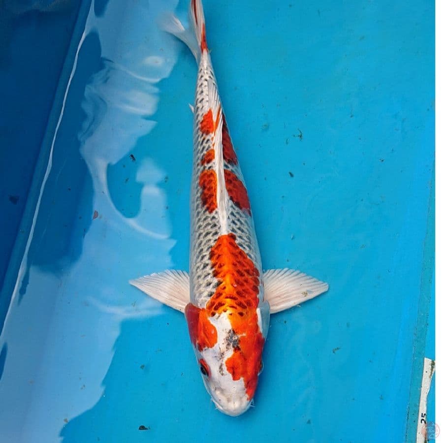 KUJAKU 28 CM