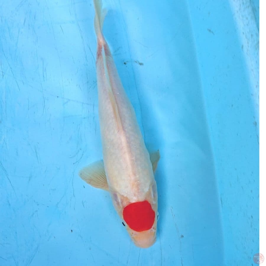 TANCHO KOHAKU 27 CM