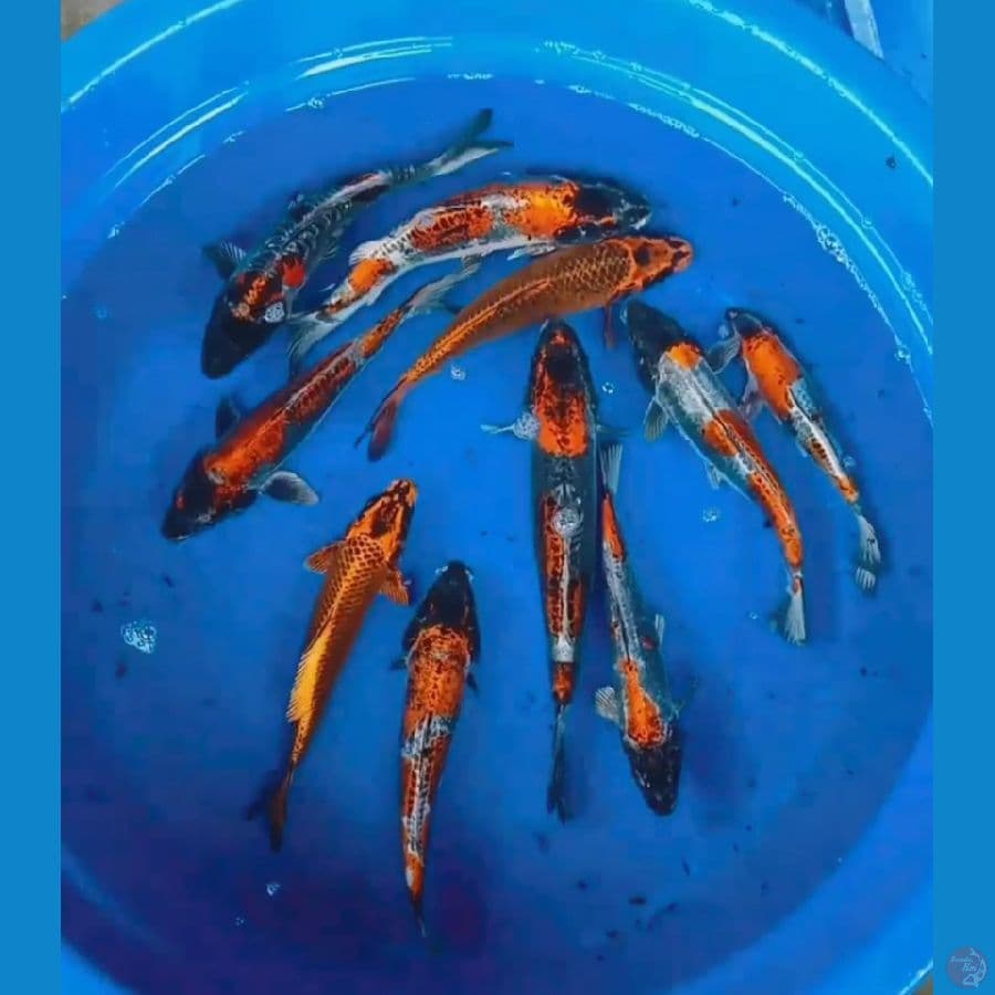 10ekor kikokuryu istimewa 25-30