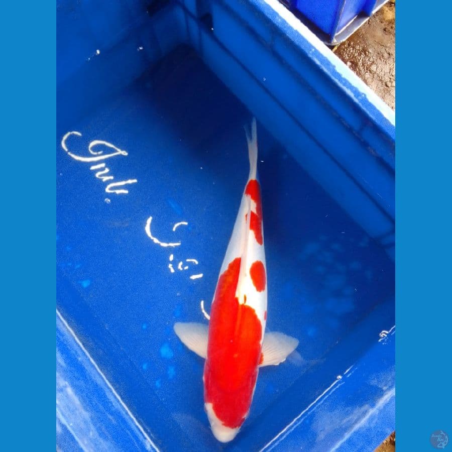 Kohaku doit murni 35 bu