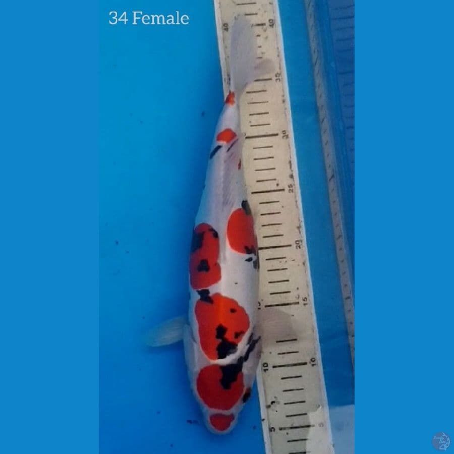 Showa Doits 35cm
