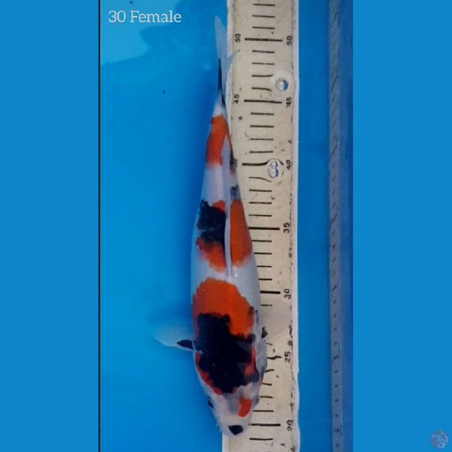 Showa 30cm
