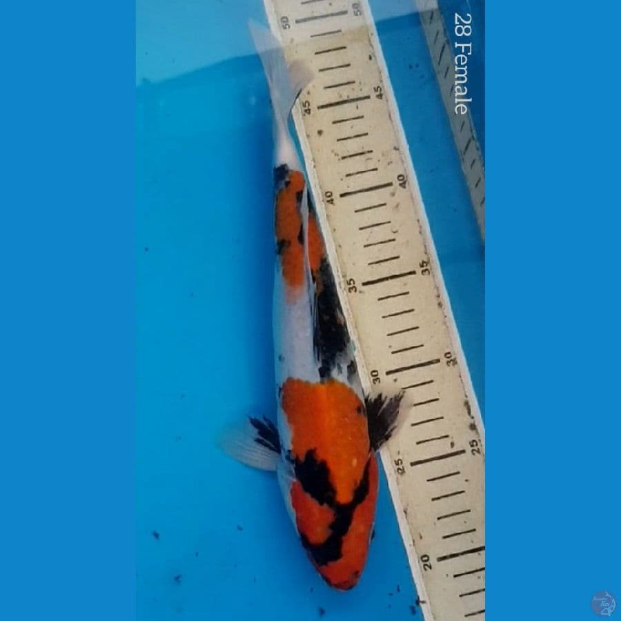 Showa 28cm