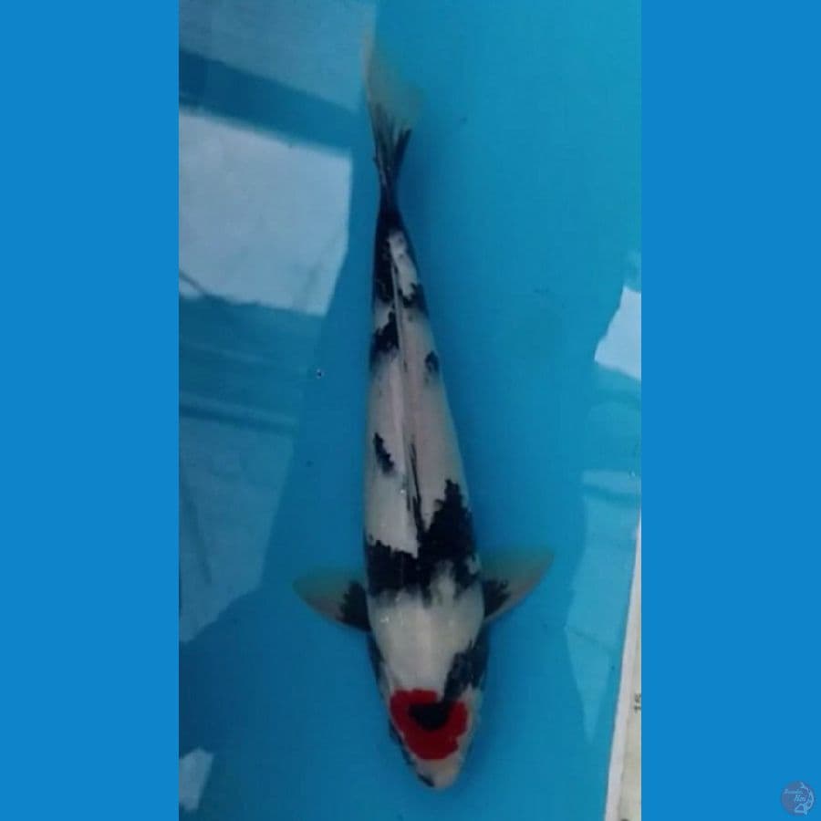 Tancho Showa 29cm