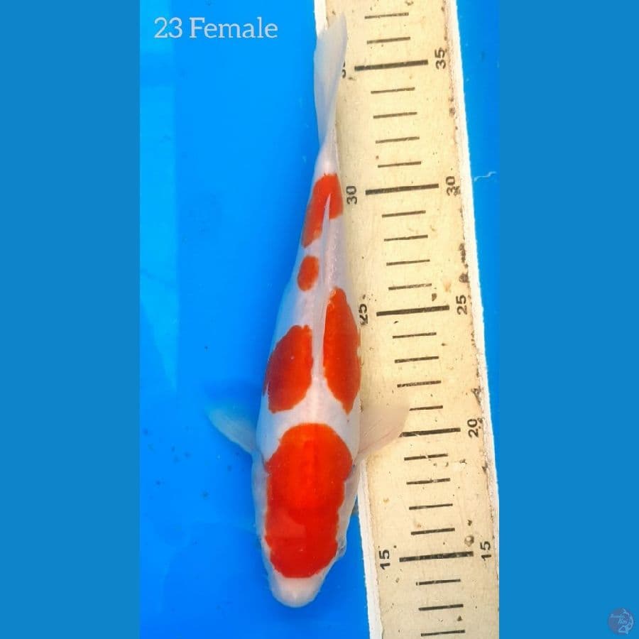Kohaku Doits 23cm HQ