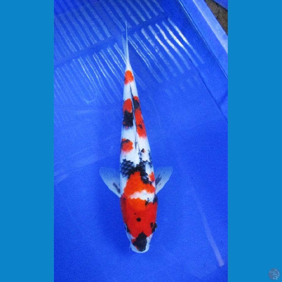 showa ±37cm