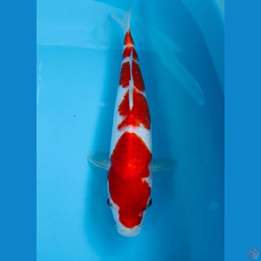 kohaku 29 cm