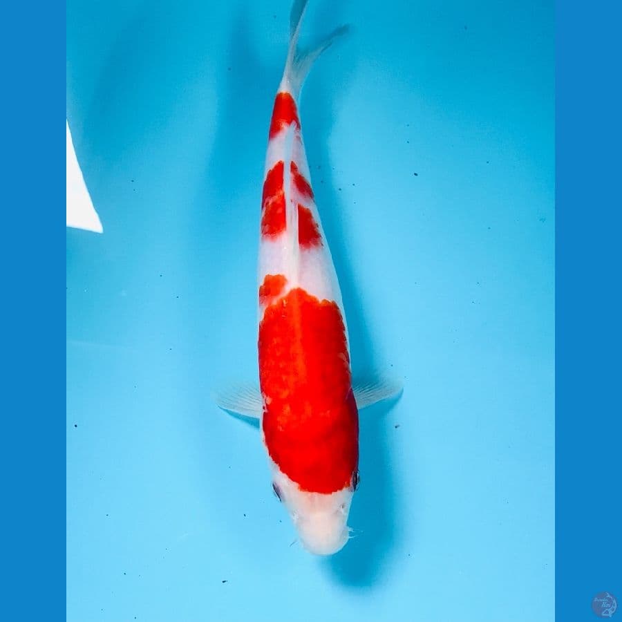 kohaku 23 cm