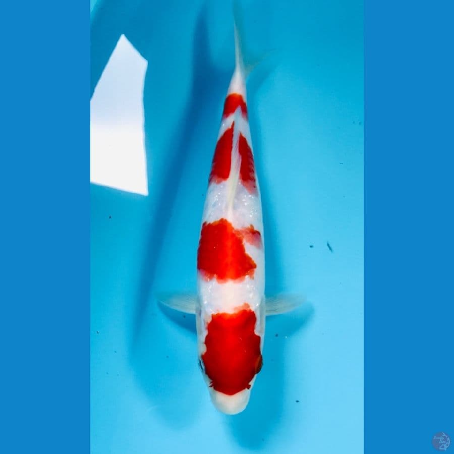 kohaku 25 cm