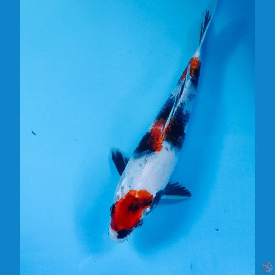 showa 25 cm