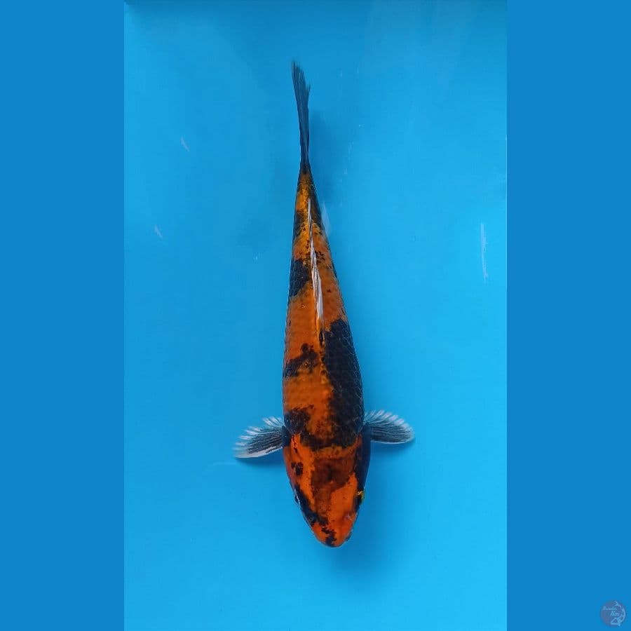 kin utsuri 23cm