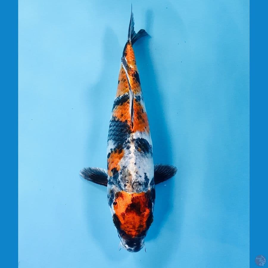 kin showa 27 cm