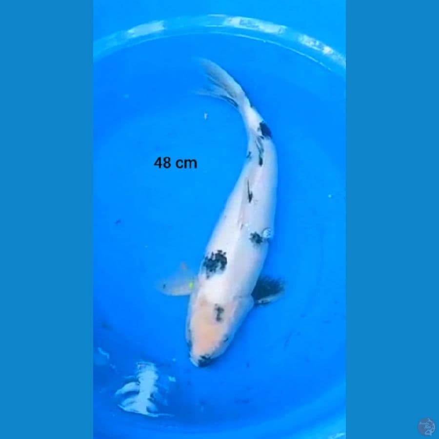 Shiro 48 cm F