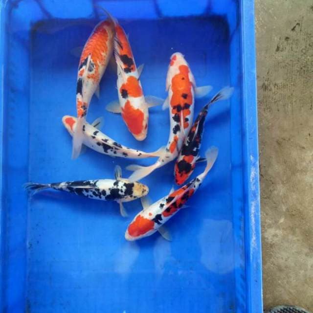 Mix 7ekor 26-30cm