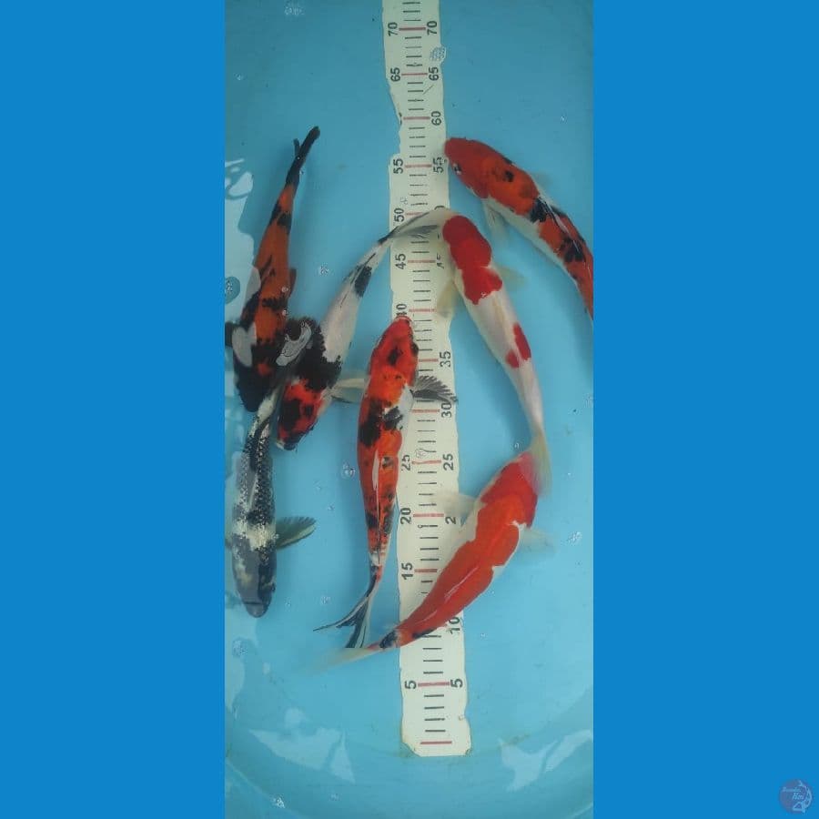KOI MIX UK 28-30 CM.7 EKOR