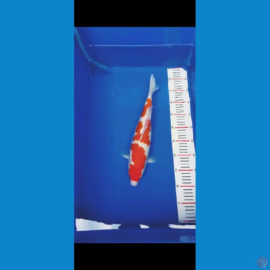 kohaku female size 40 cm