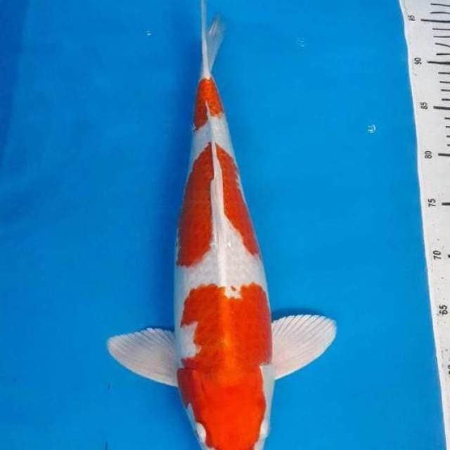 Hikarimoyomono serti juara 1