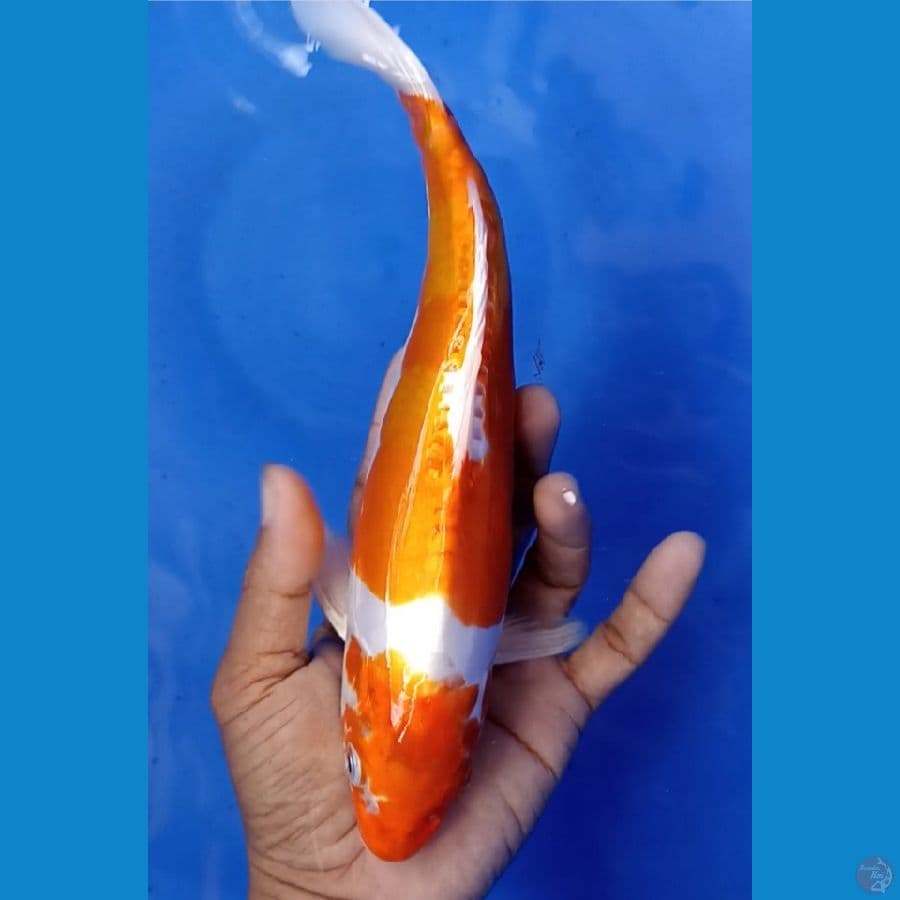 kikushui : 24 cm / jantan