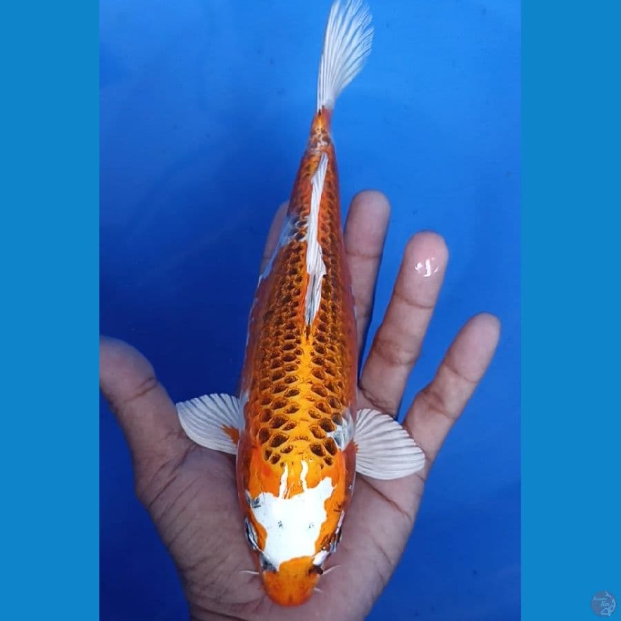 kujaku 21 cm