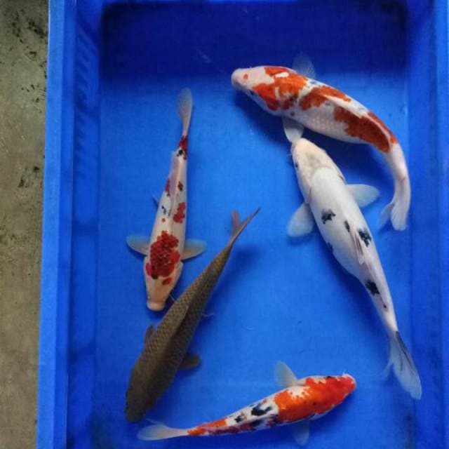 Mix 5ekor 30cm