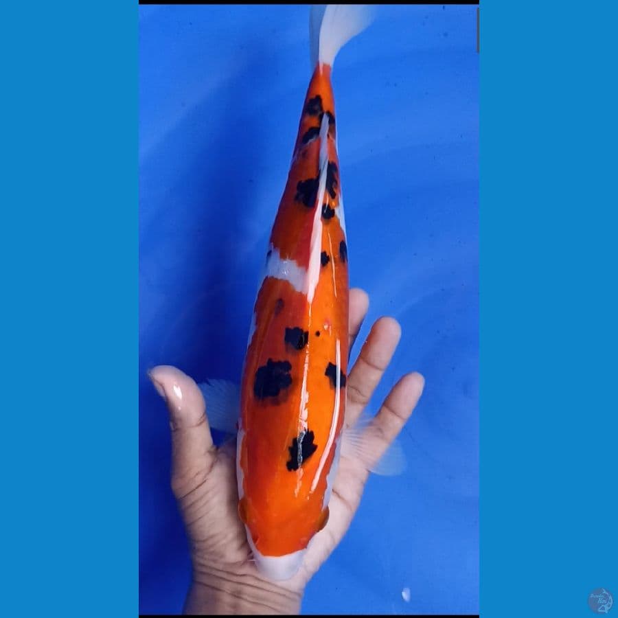 sanke 32 cm