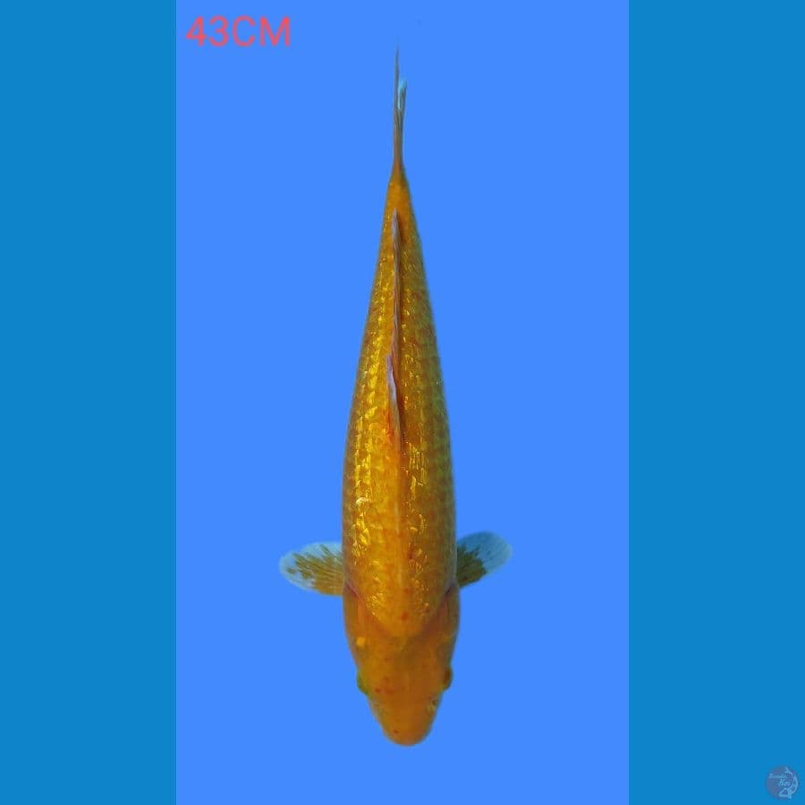KARASI GINRIN 43CM