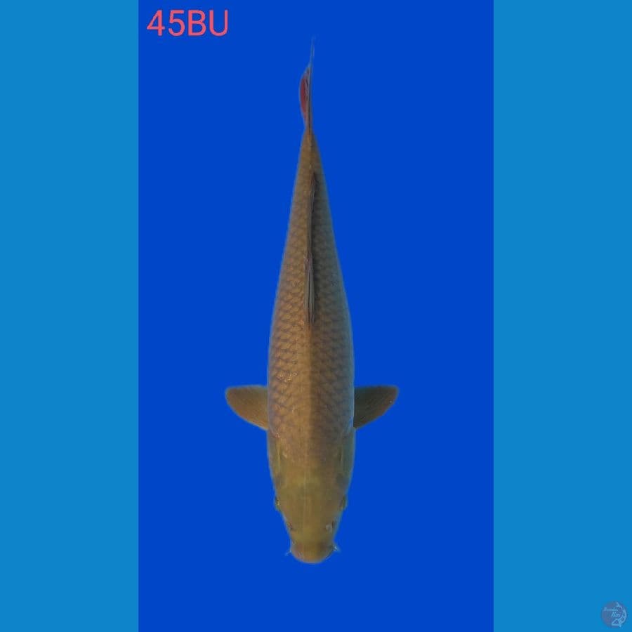 CHAGOI 45BU