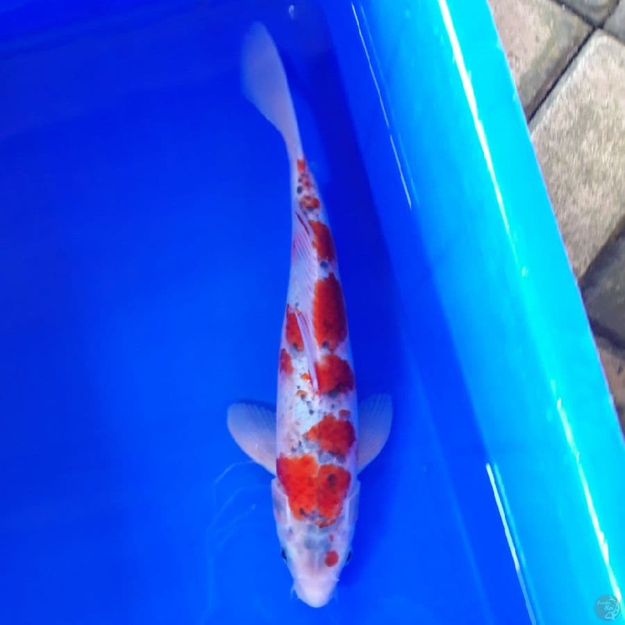 Kindai Goshiki Male 34cm