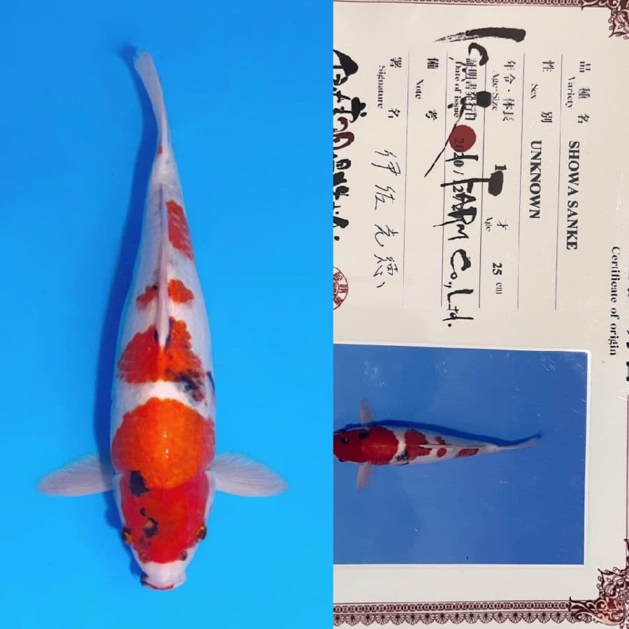 ISA SHOWA 45cm