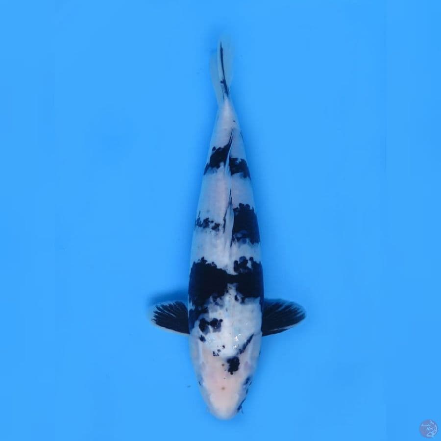 F1 Shiro - 48cm