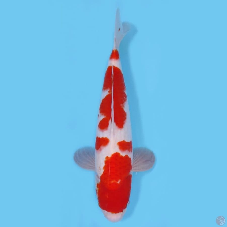KOHAKU JUMBO HQ ~40CM/MALE~