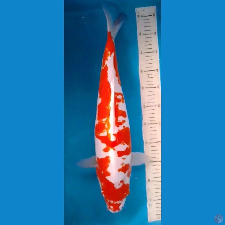 52cm Jumbo Kawarimono (F)