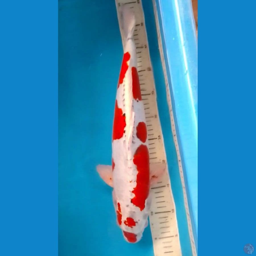 50BU Jumbo Kawarimono (49cm/M)