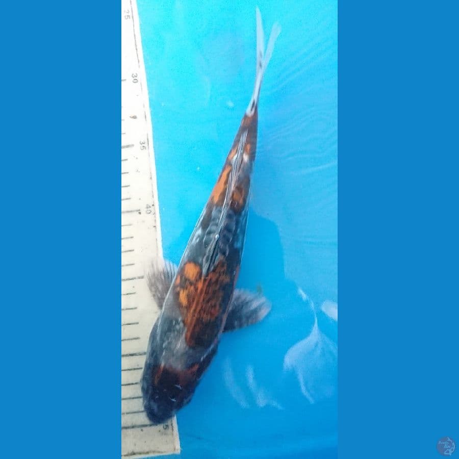 kiko 27cm