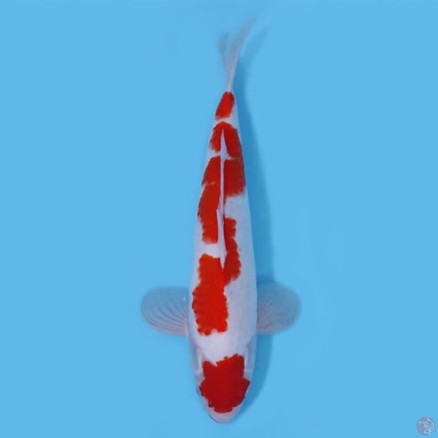 INAZUMA SANKE TATEGOI 41CM - MALE