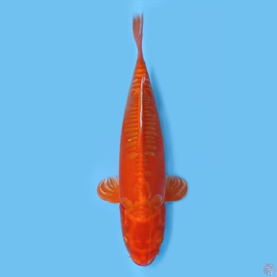 DOITSU POLOSAN 30CM - FEEMALE