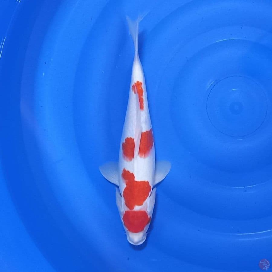 maruten kohaku