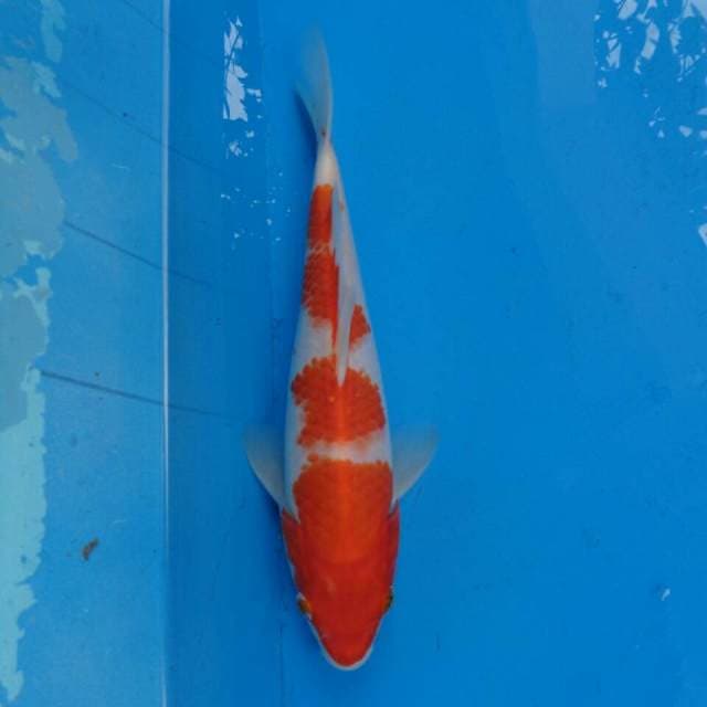 Kohaku Ori F1