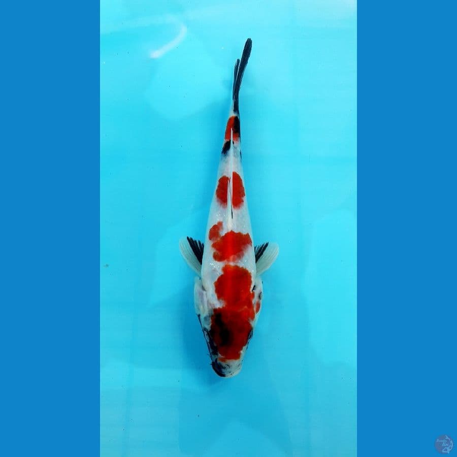 showa sanshoku