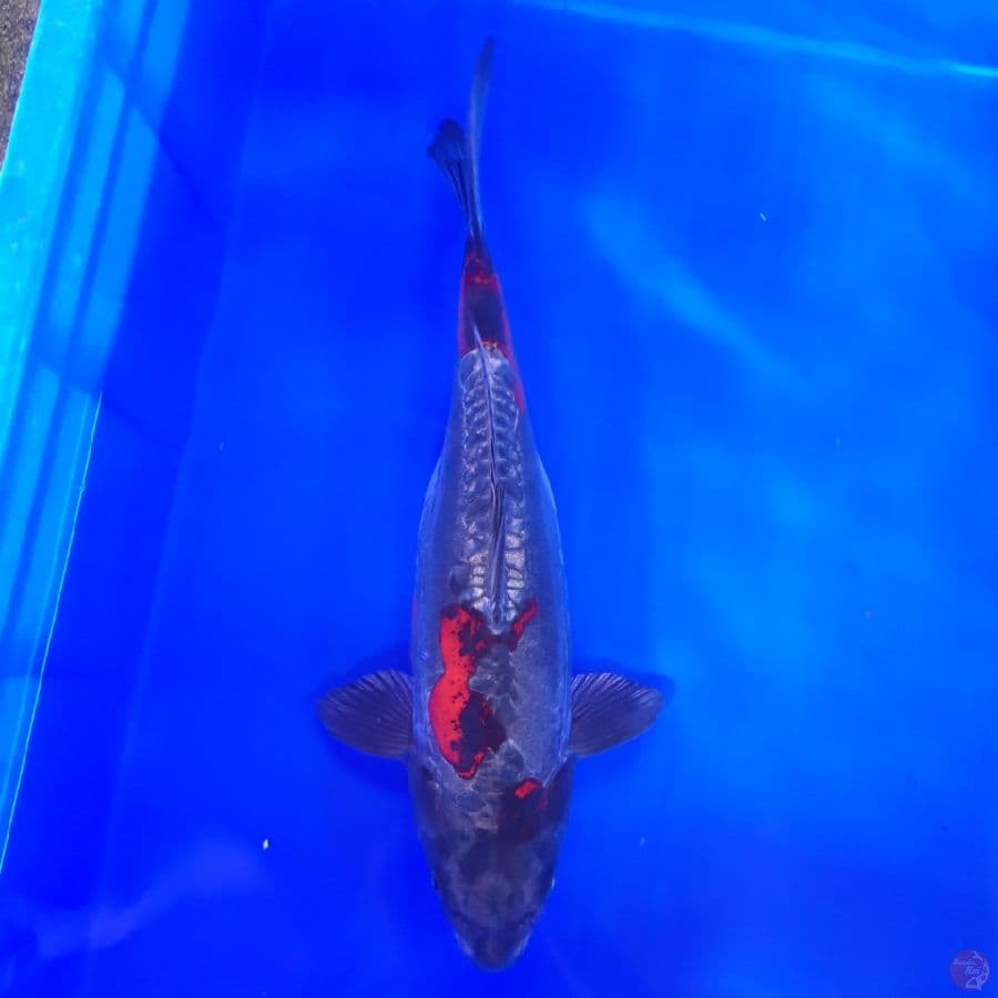 Beni Kiko 37cm