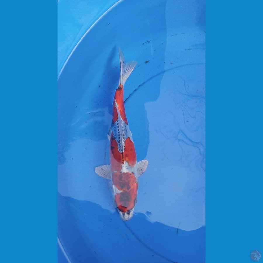 kujaku doitsu 27cm