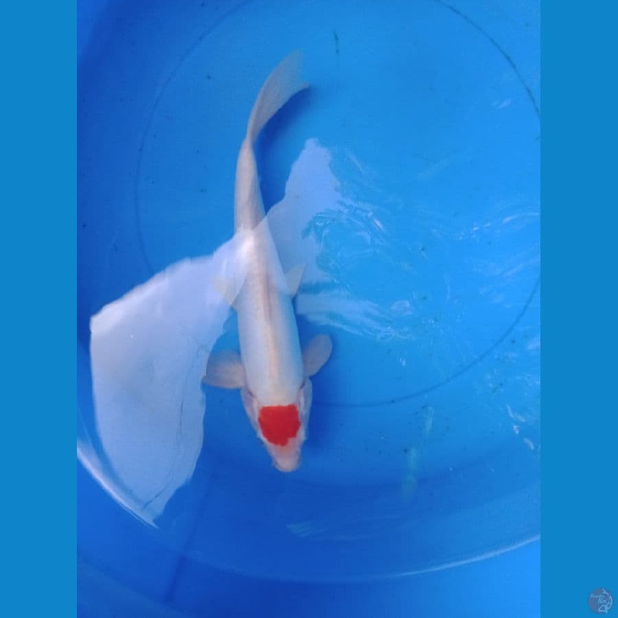 tc kohaku doitsu