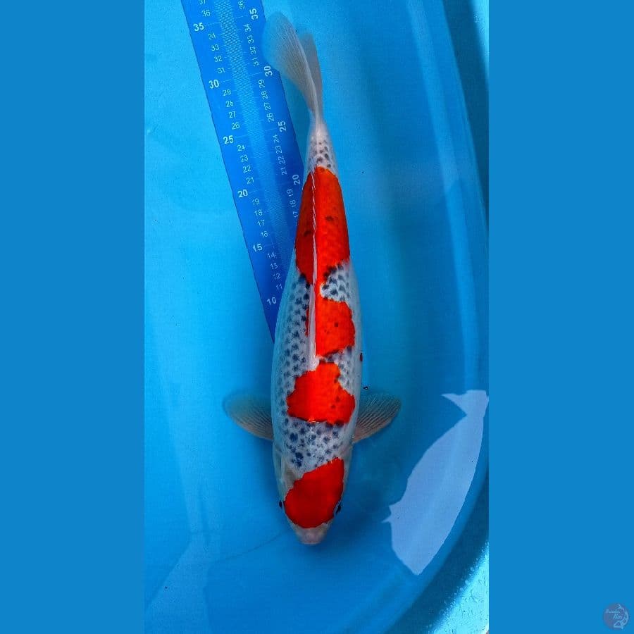 MARUTEN GHOSIKI 45 CM( F)