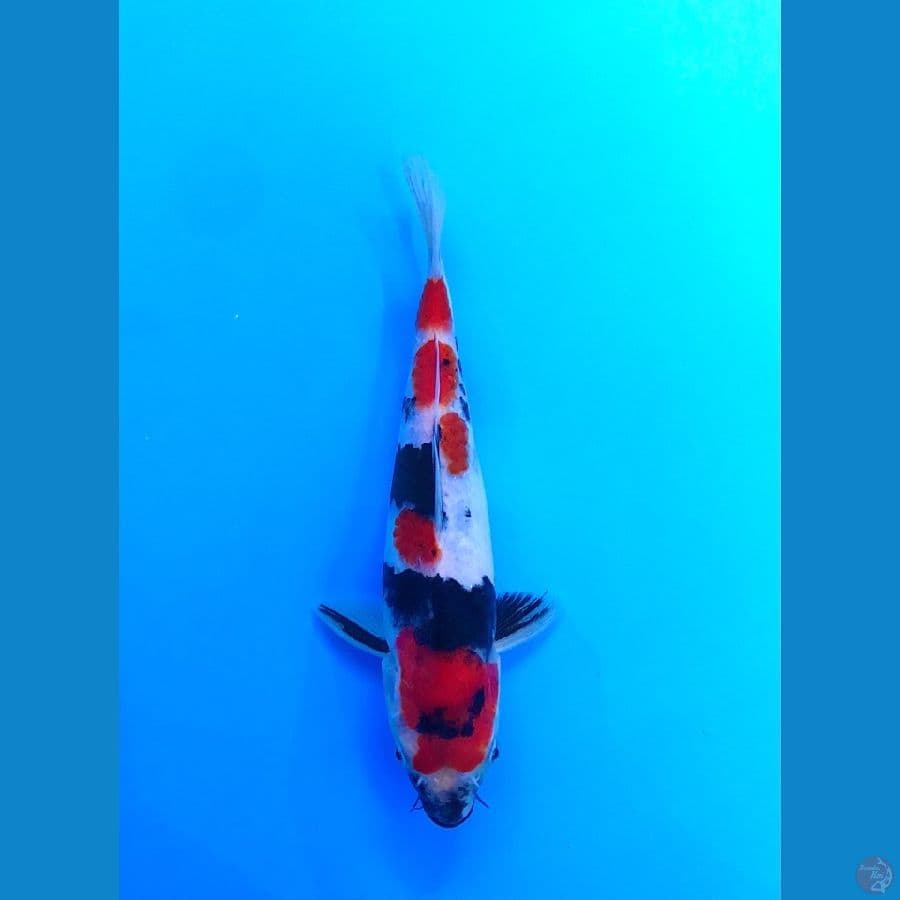 showa 20cm
