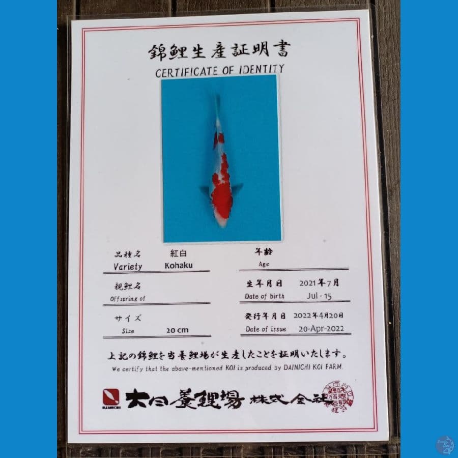 Dainichi Kohaku Sz 24cm