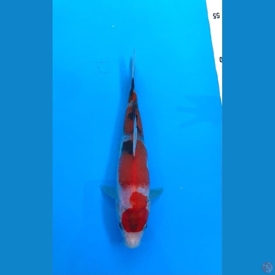 showa super tategoi 20cm