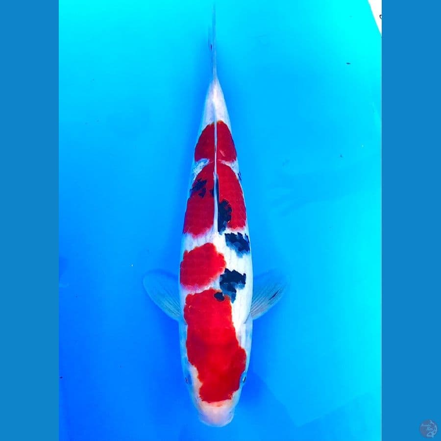 sanke strong 40cm male