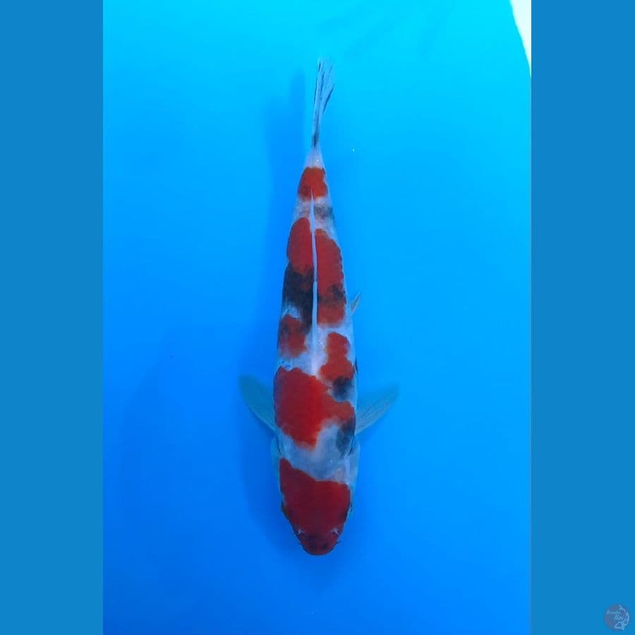 showa super tategoi 21cm