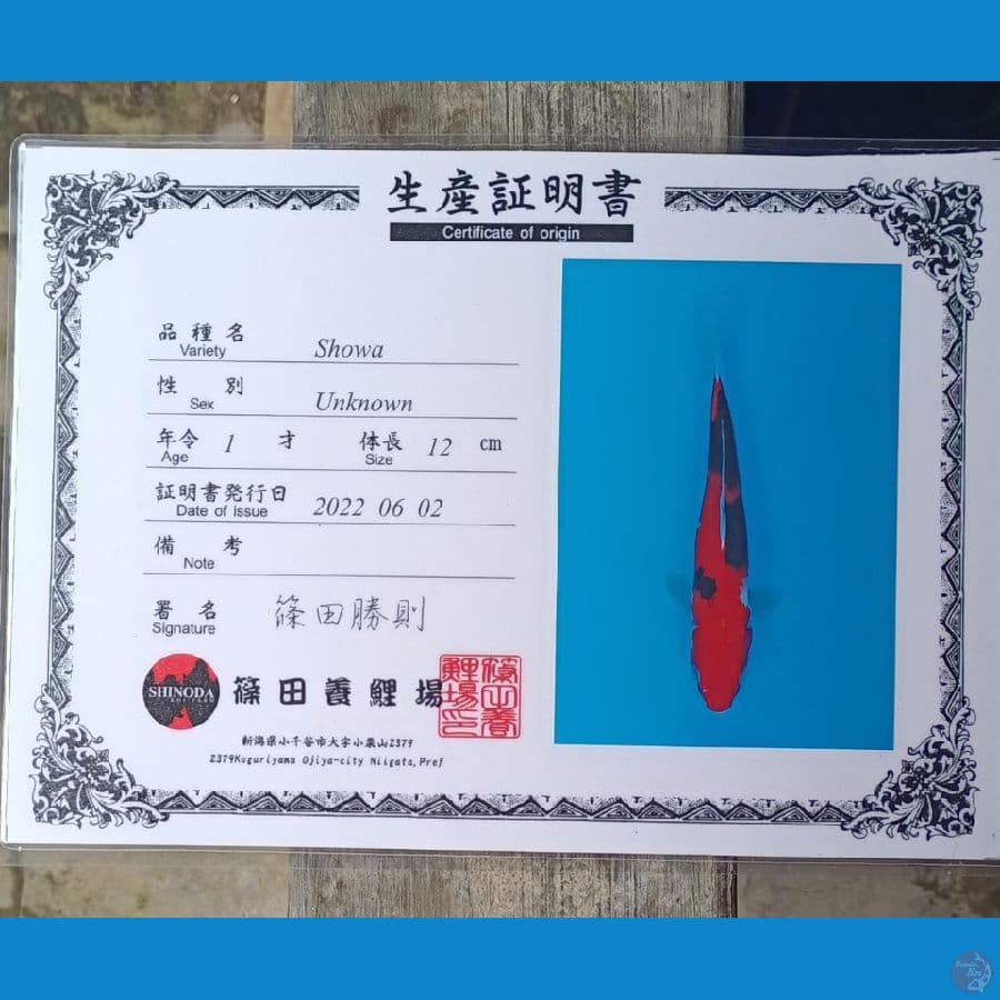 Showa Serti Sinoda 35cm